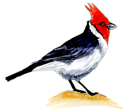 Watercolor and Copic marker sketch of a Red-crested Cardinal (Paroaria coronata), by Erik Gauger.