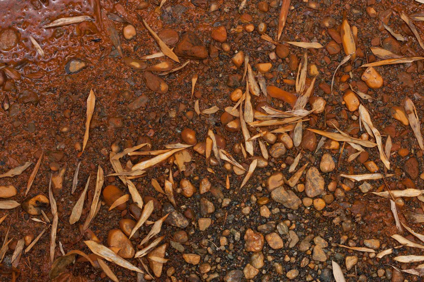 Sparkling Violetears