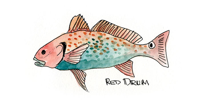 Red Drum Painting