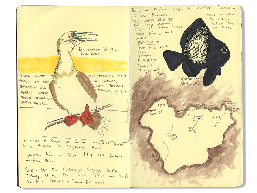 Red Footy Booby Drawing, Sketch of Red Footed Booby