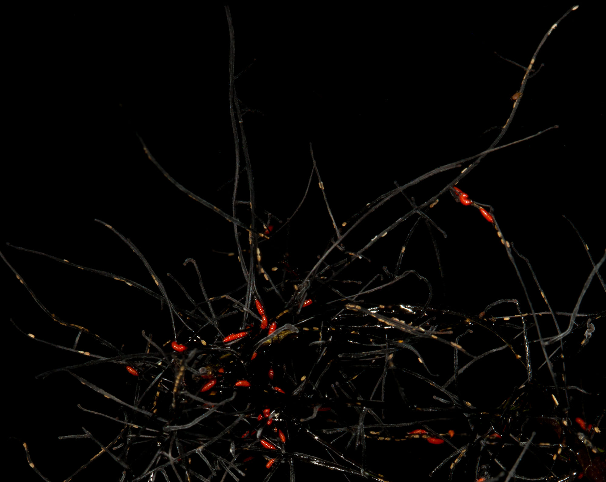 Fungus in the Rainforest