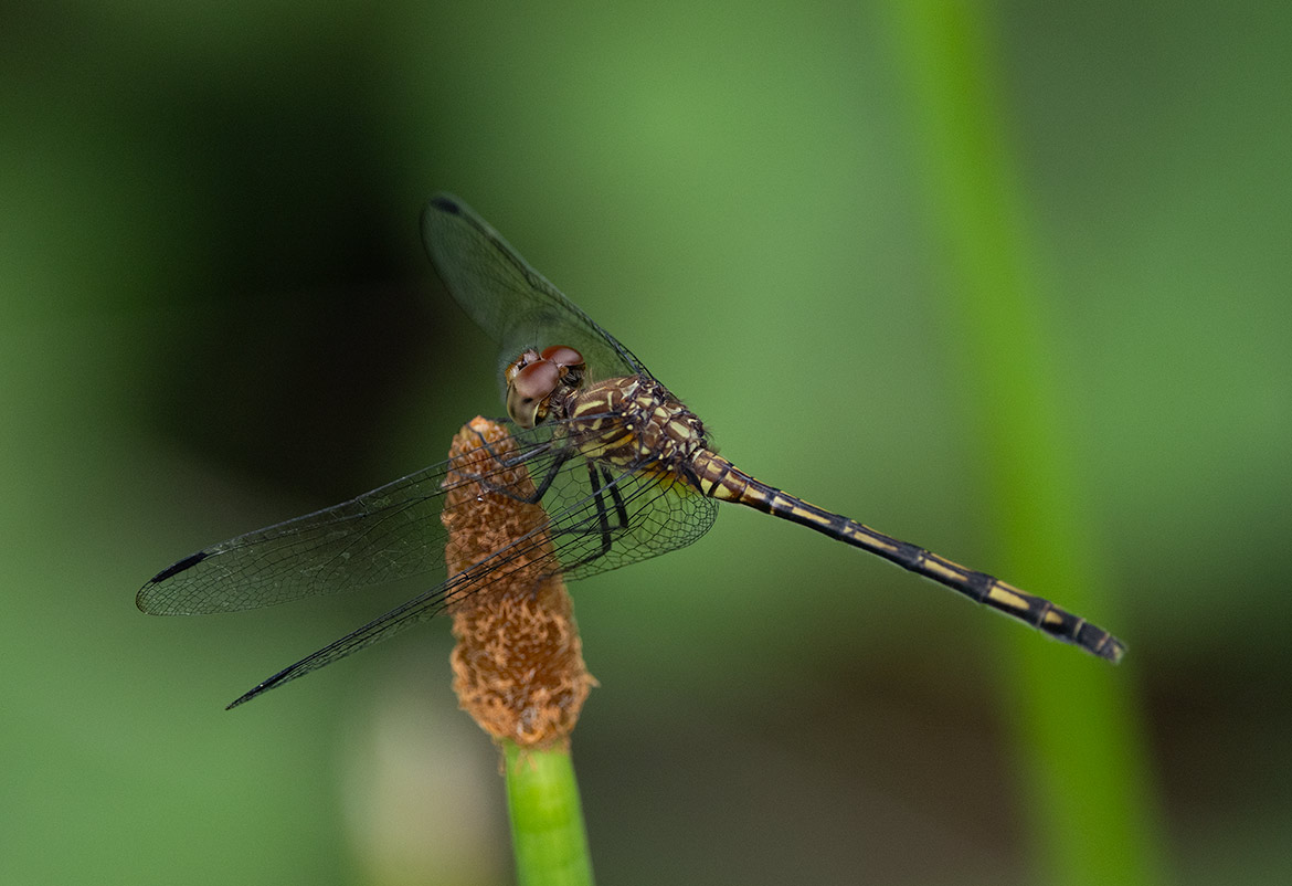 Red-mantled Dragonlet (Erythrodiplax fervida) female at Angostura Lagoon, Cartago, Costa Rica—compact libellulid