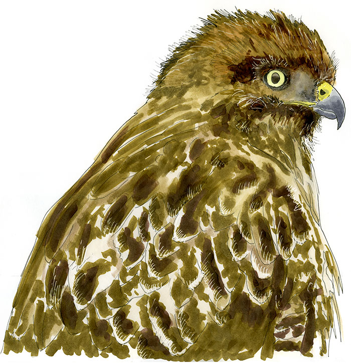 Watercolor and Copic marker sketch of a Red-tailed Hawk (Buteo jamaicensis), by Erik Gauger.