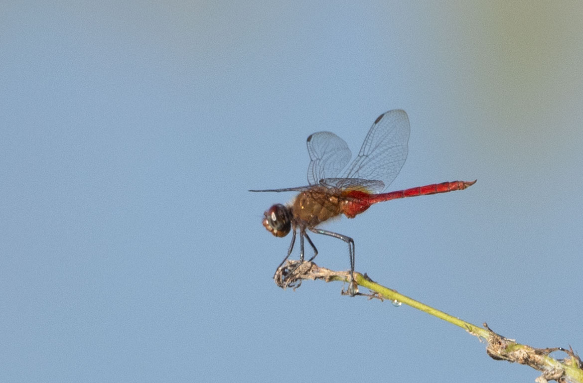 Red-tailed Pennant (Brachymesia furcata) in Camarones, La Guajira—slender skimmer with reddish abdomen tip