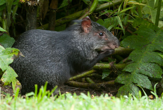 Red-rumped agouti (Dasyprocta leporina)