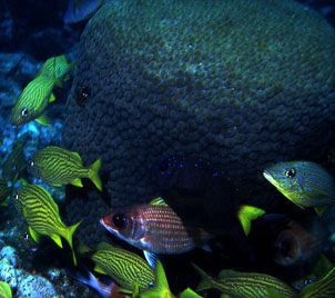 Photographs taken before Disney and Discovery Land Company reveal the story of a reef before unchecked development. Photo by Erik Gauger