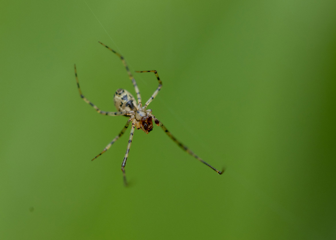 Unidentified orb-weaving spider from Ridgefield National Wildlife Refuge, Washington suspended on silk line