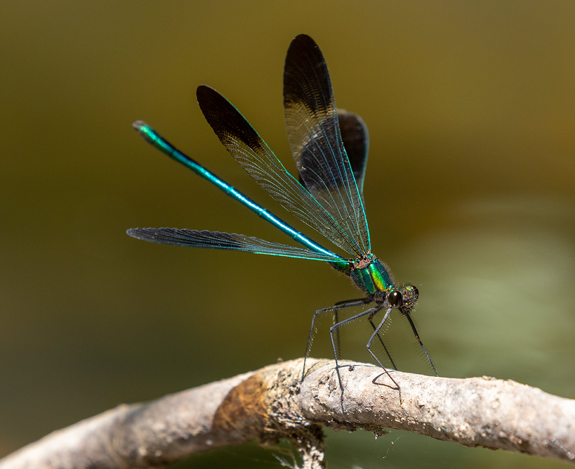 River Jewelwing (Calopteryx aequabilis) from SE Oregon—broad-winged jewelwing damselfly over moving water