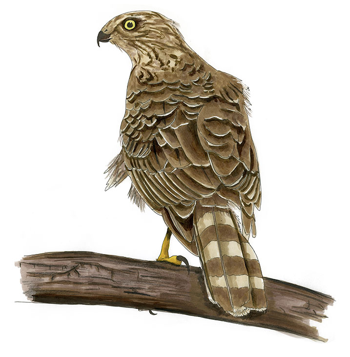 Watercolor and Copic marker sketch of a Roadside Hawk (Rupornis magnirostris), by Erik Gauger.