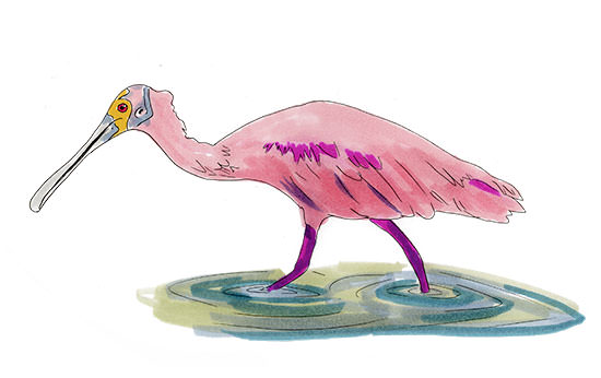 Watercolor and Copic marker sketch of a Roseate Spoonbill (Platalea ajaja), by Erik Gauger.