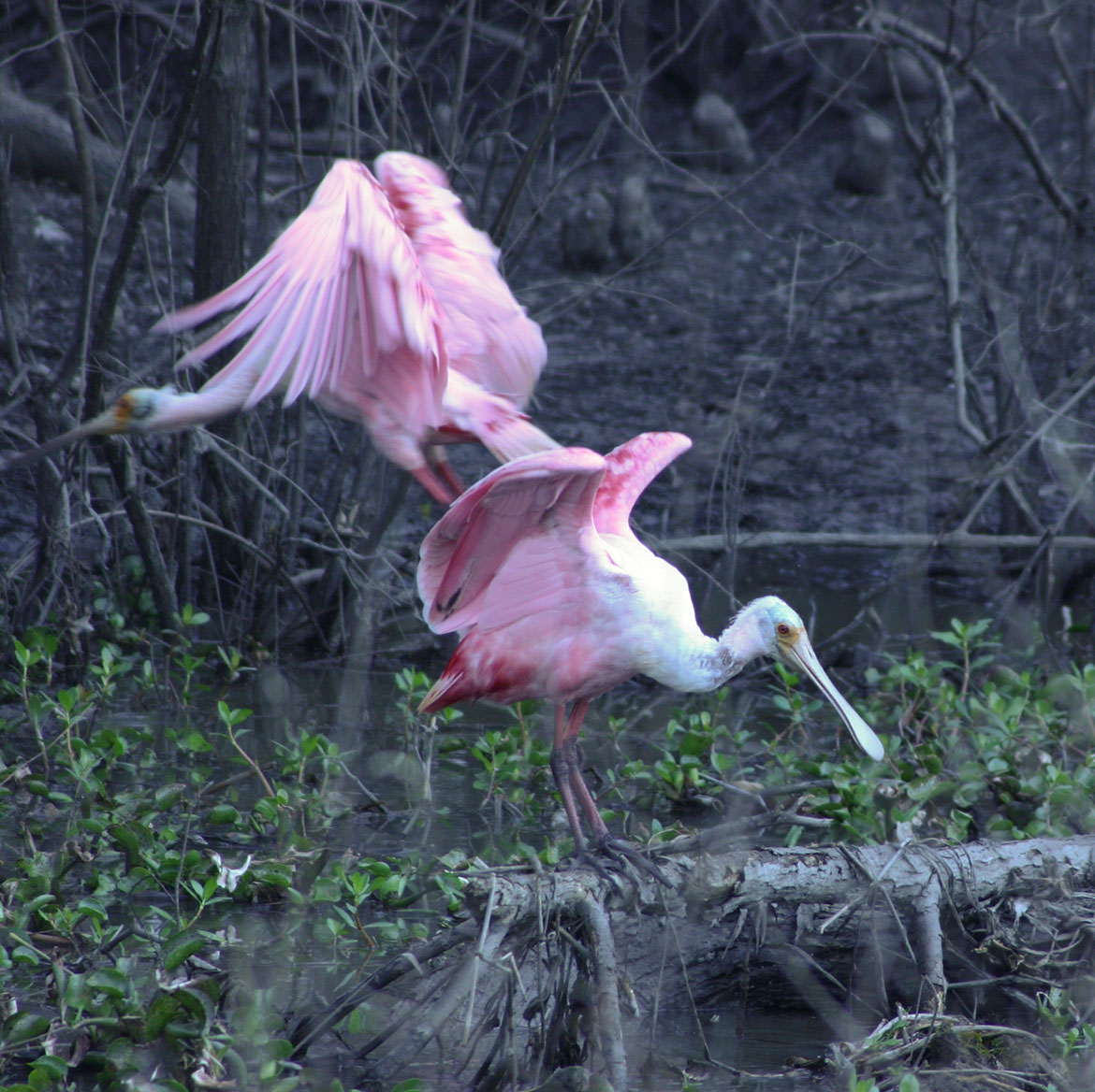 Roseate Spoonbills in Louisiana bayou country.