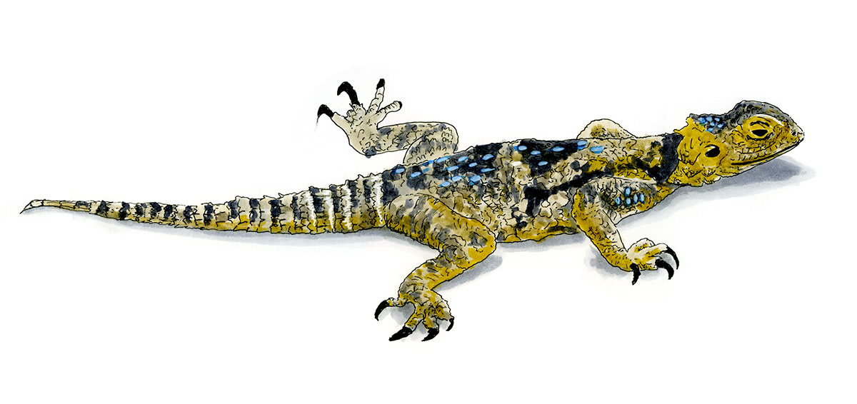 Copic and watercolor sketch of Roughtail Rock Agama (Laudakia stellio)