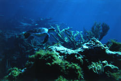 Sea Turtles on the Great Guana Cay coral reef