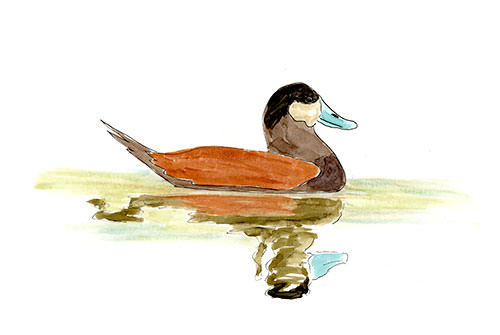 Watercolor and Copic marker sketch of a Ruddy Duck (Oxyura jamaicensis), by Erik Gauger.