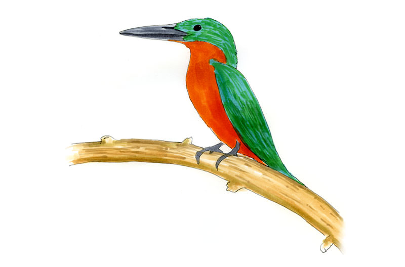 Watercolor and Copic marker sketch of a Green-and-rufous Kingfisher (Chloroceryle inda), by Erik Gauger.