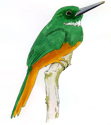 Watercolor and Copic marker sketch of a Rufous-tailed Jacamar (Galbula ruficauda), by Erik Gauger.
