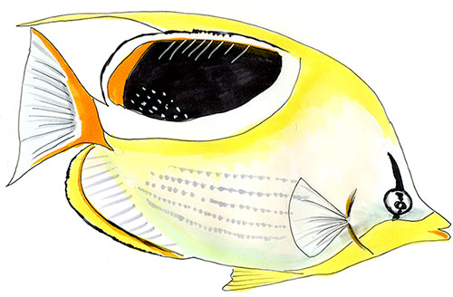 Copic and watercolor sketch of a Saddle Butterflyfish (Chaetodon ephippium) with a dark saddle on its back.