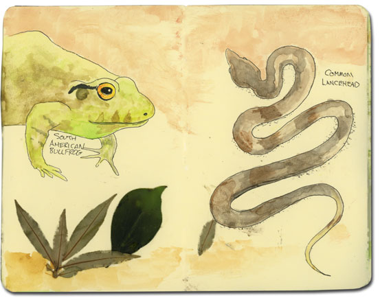 Sketch of snake, leaves and bull frog