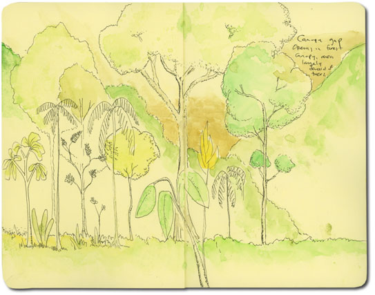 Sketch of forest in the Andes