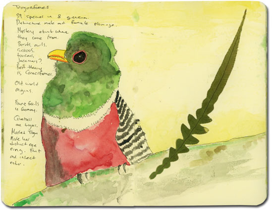 Sketch of a Trogon in the Andes