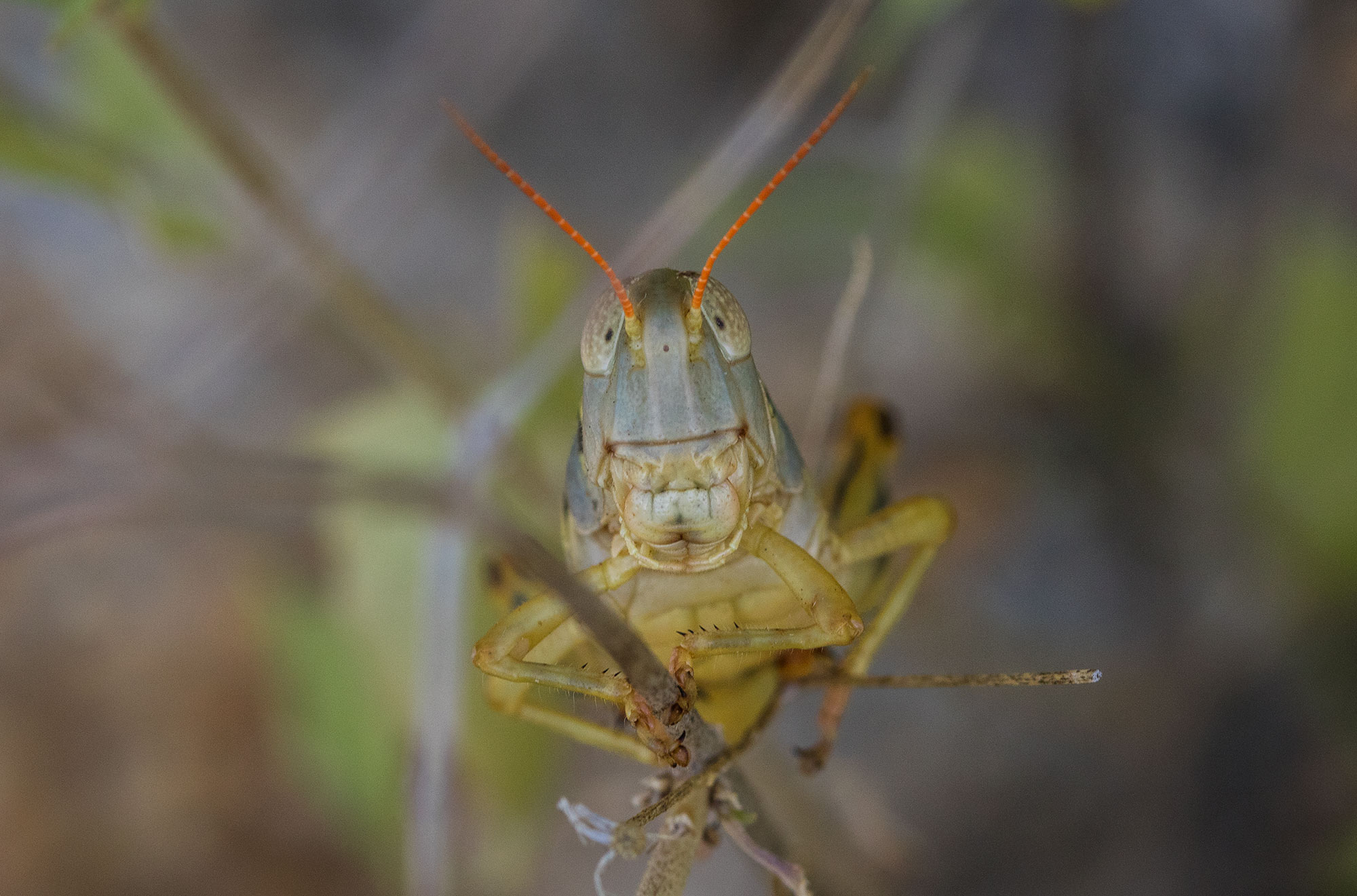 Grasshopper grins devilishly at the camera