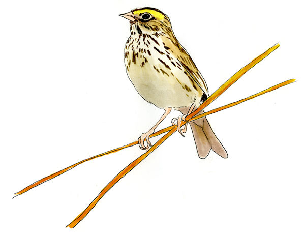Watercolor and Copic marker sketch of a Savannah Sparrow (Passerculus sandwichensis), by Erik Gauger.