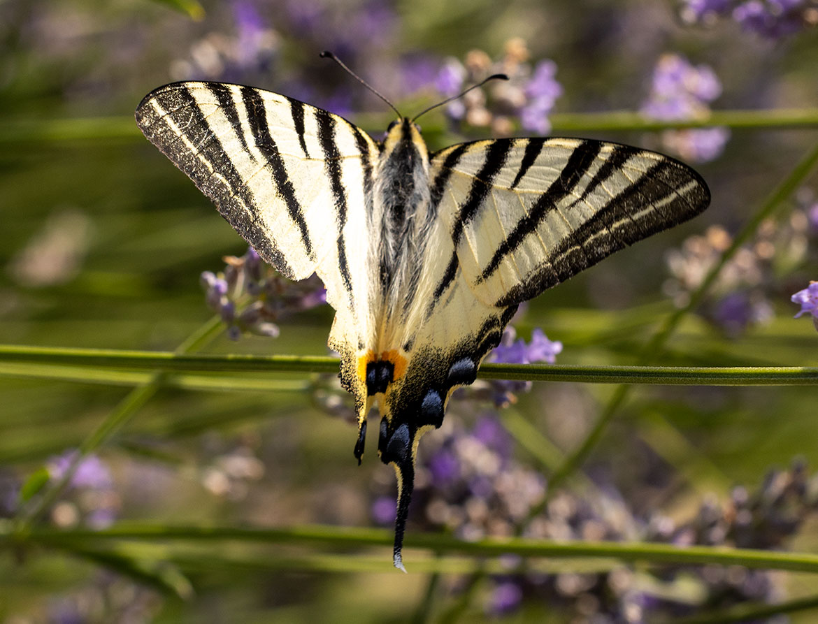 Scarce Swallowtail (Iphiclides podalirius), near Motovun, Istria, Croatia