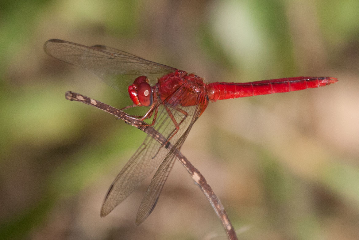 Scarlet Skimmer (Crocothemis servilia) male in Kauaʻi, Hawaii—vivid red abdomen and thorax