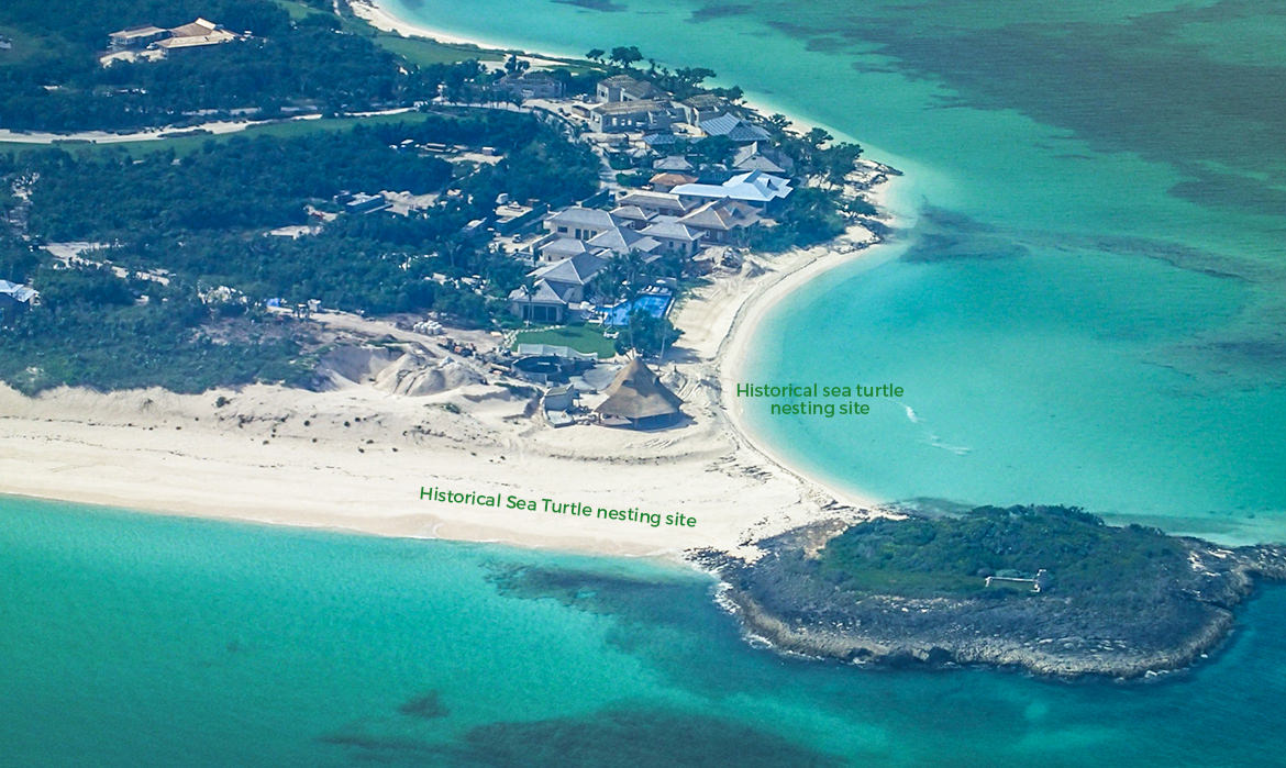 Sea Turtles at Bakers Bay