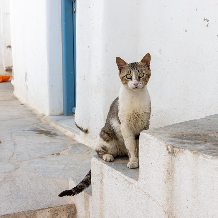 Seaside cat in Naoussa, Paros, Greece