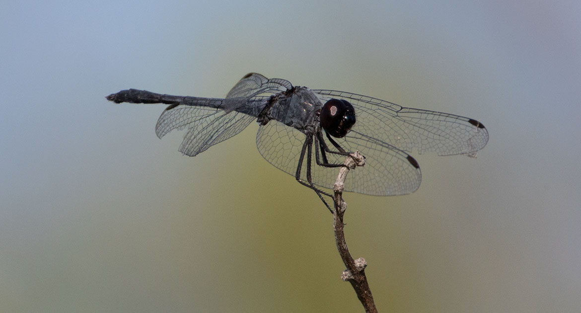 Seaside Dragonlet (Erythrodiplax berenice) at Playa Ancón, Cuba—coastal saltmarsh specialist