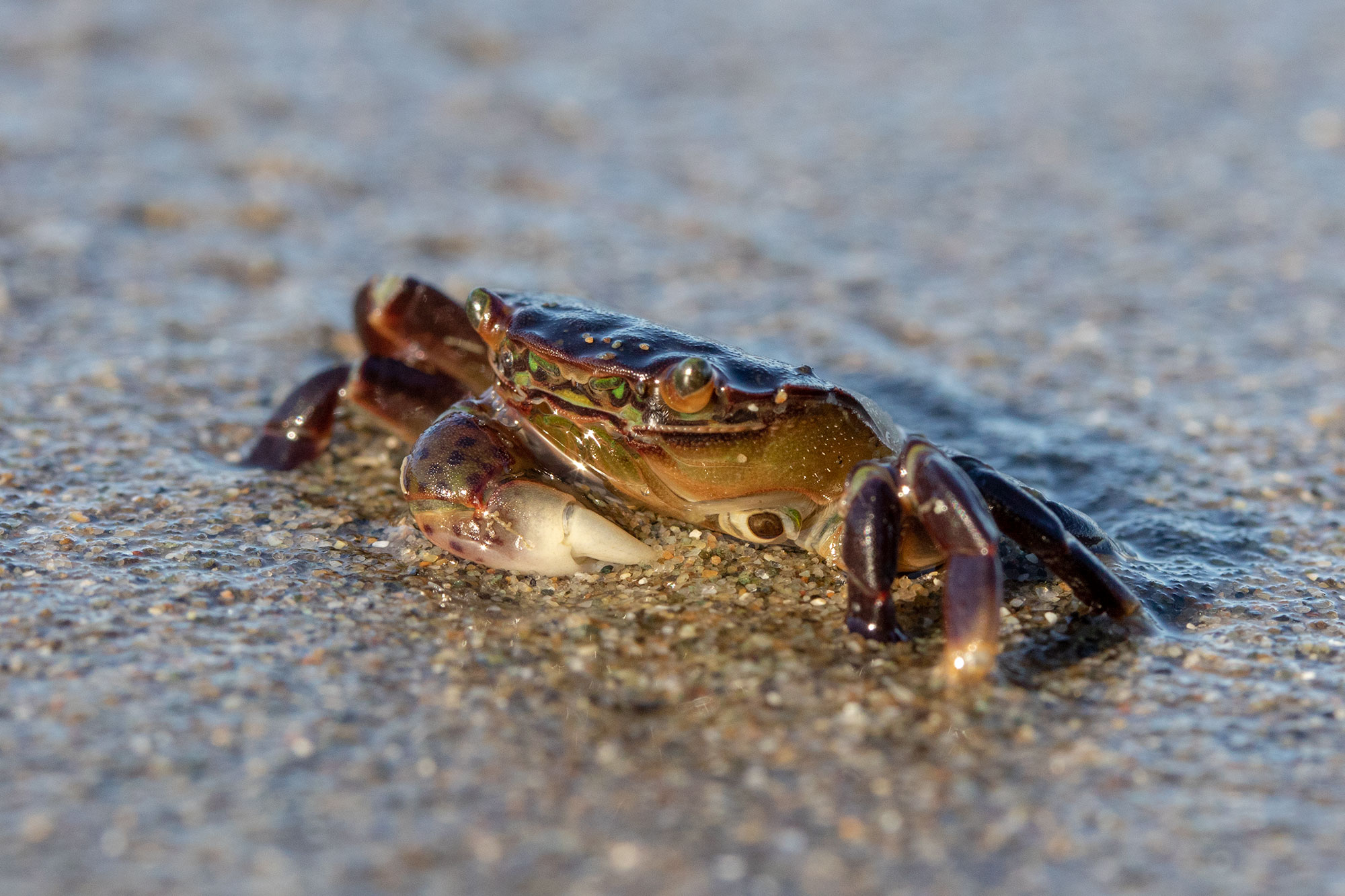 Crab, Shi Shi Beach