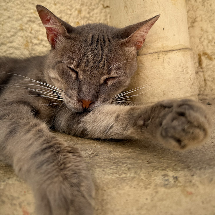 A grey alley cat peacefully sleeping with its front legs stretched out against a sunlit stone wall in Tunis, Tunisia.