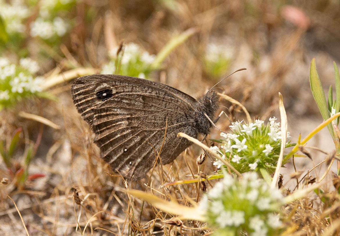 Small Wood-nymph (Cercyonis oetus), Tumalo Reservoir, Deschutes County, Oregon