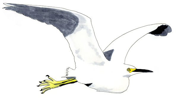 Watercolor and Copic marker sketch of a Snowy Egret (Egretta thula), by Erik Gauger.