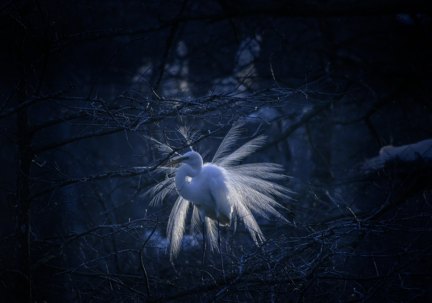 Snowy Egret in Spring