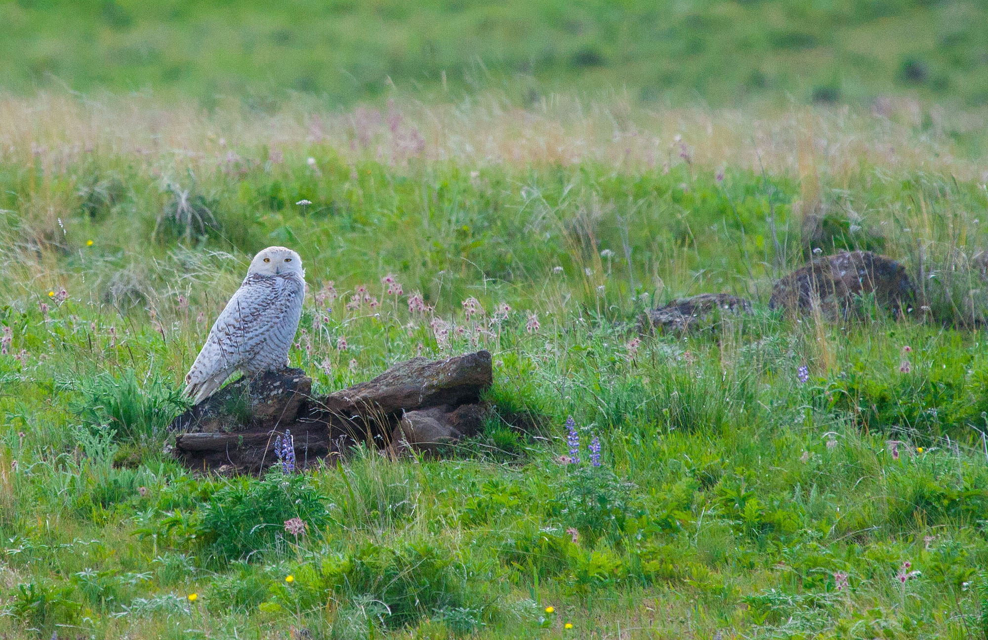 Snowy Owl on the Zumwalt Prairie