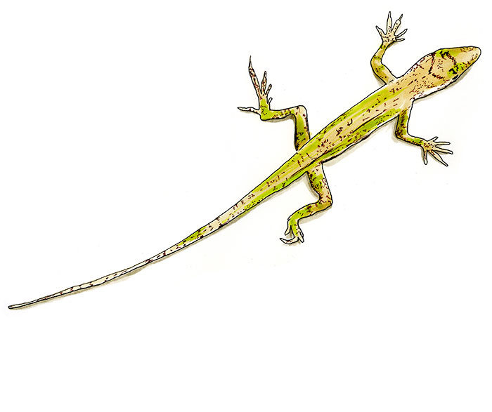 Copic and watercolor sketch of Solitary Anole (Anolis solitarius)