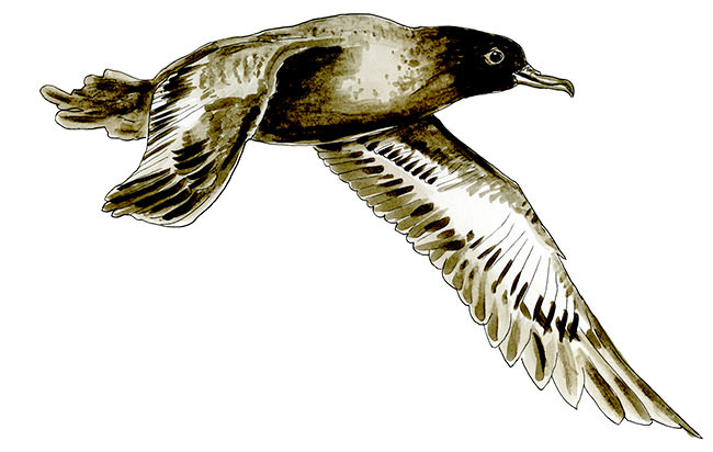 Watercolor and Copic marker sketch of a Sooty Shearwater (Ardenna grisea), by Erik Gauger.