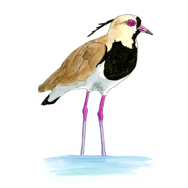 Watercolor and Copic marker sketch of a Southern Lapwing (Vanellus chilensis), by Erik Gauger.