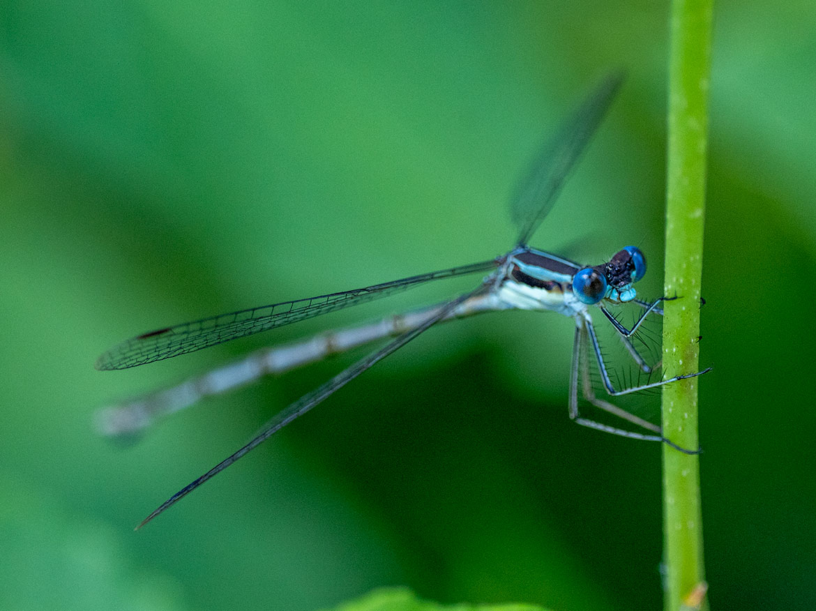 Southern Spreadwing (Lestes australis) in Wright County, Minnesota—long-bodied spreadwing on marsh vegetation