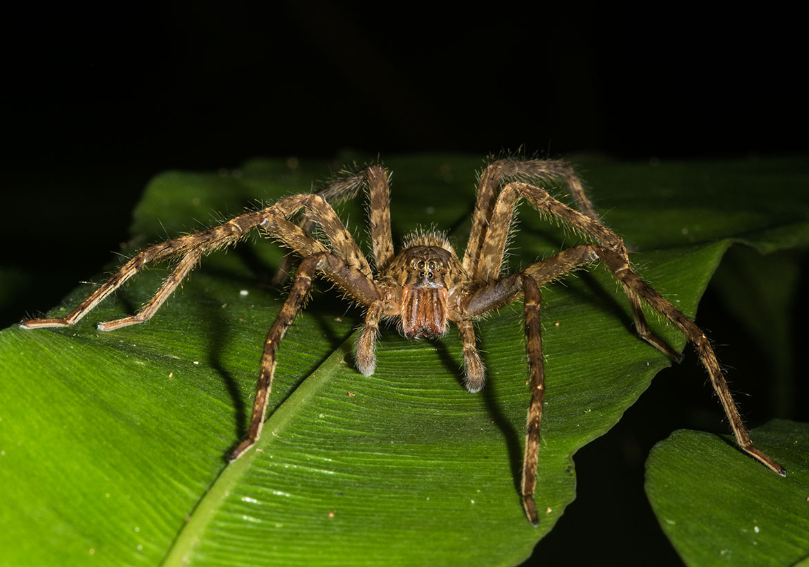 Unidentified brown spider from Tambopata, Peru on green leaf at night