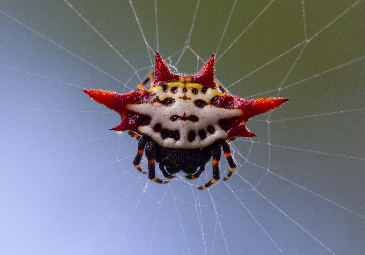 Spiny-backed Orb-weaver (Gasteracantha cancriformis) from Abaco, Bahamas with white abdomen and six black spines