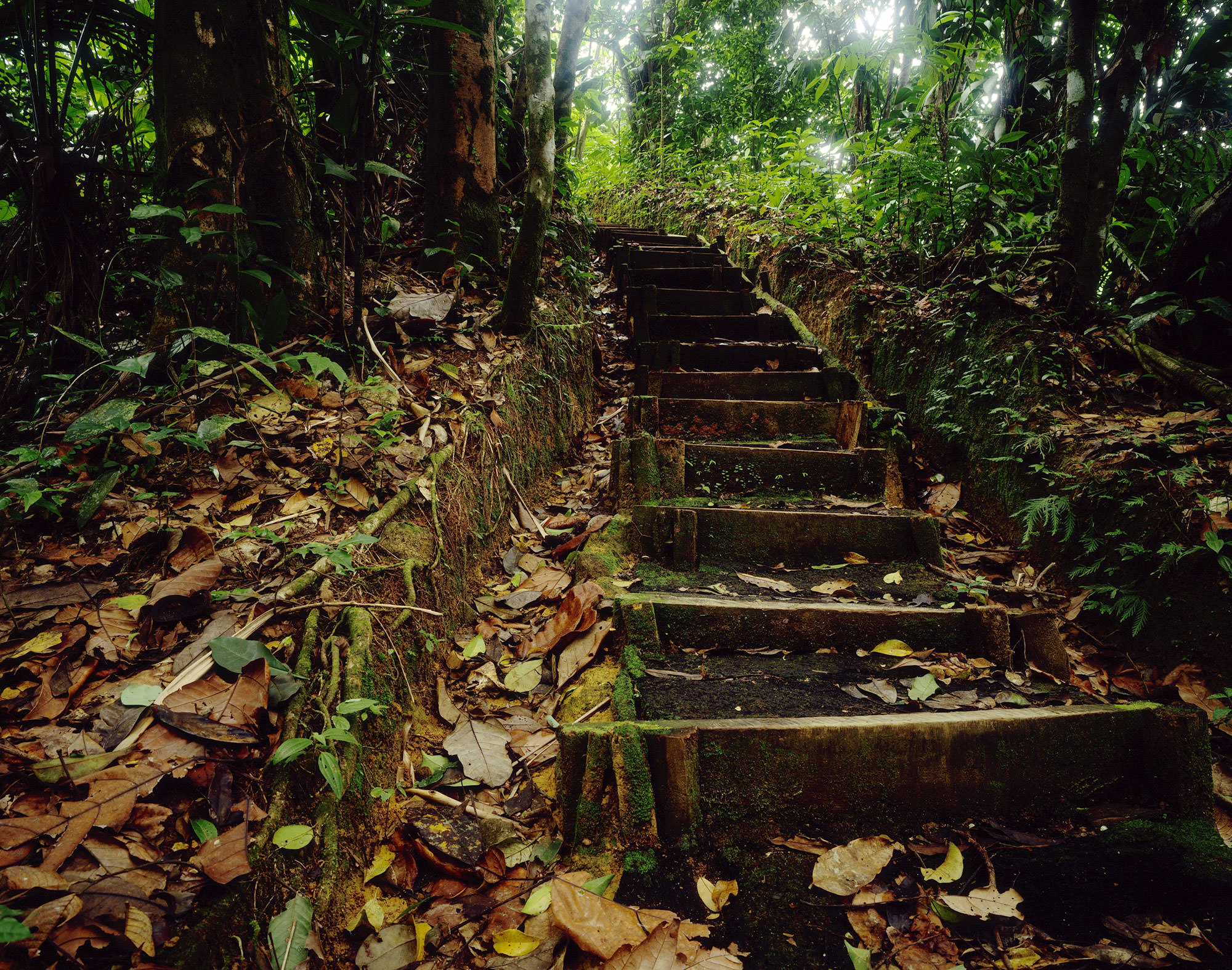 Forest in the mountains of St. Lucia