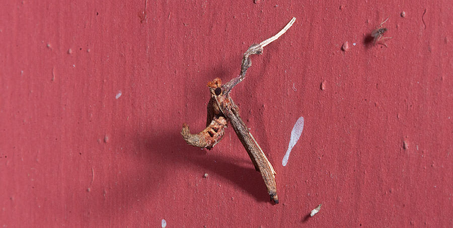 Strange Moth Species