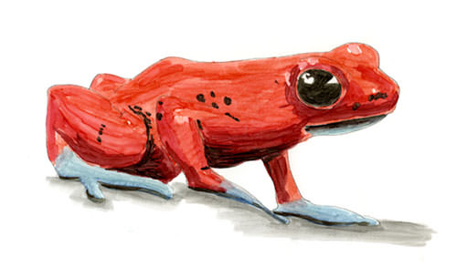 Strawberry Poison Frog (Oophaga pumilio) — bold Copic and watercolor study with bright red body and blue limbs, a classic Central American dendrobatid.
