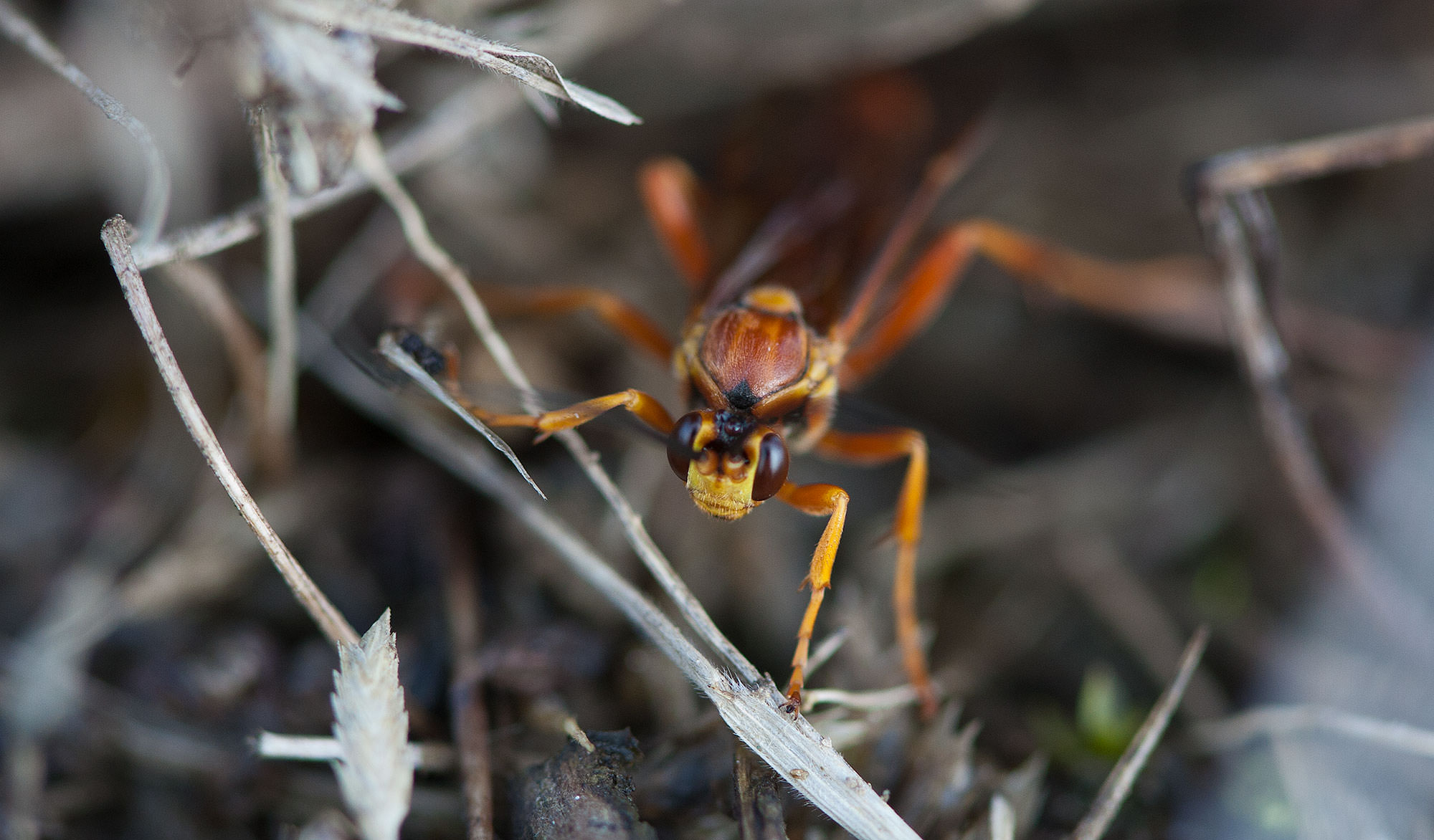 Stumphumper Horntail Wasp