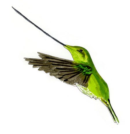 Watercolor and Copic marker sketch of a Sword-billed Hummingbird (Ensifera ensifera), by Erik Gauger.