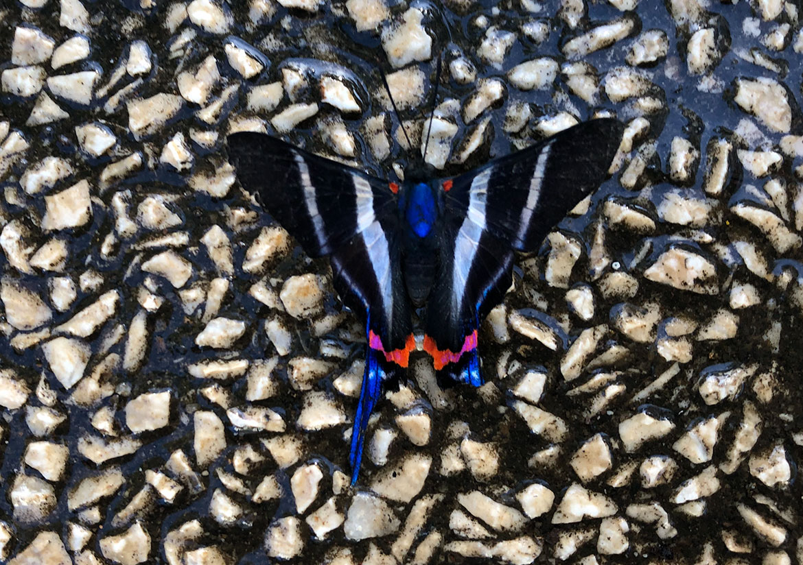 Sword-tailed Beautymark (Rhetus arcius), Tamarindo, Guanacaste Province, Costa Rica