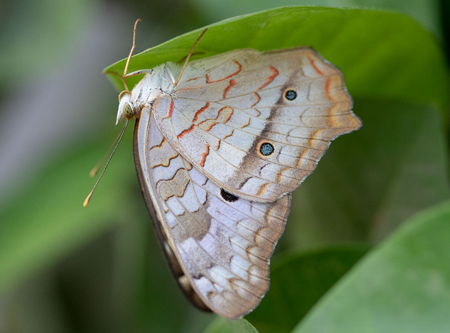 White Peacock (Anartia jatrophae), Tamarindo, Guanacaste Province, Costa Rica